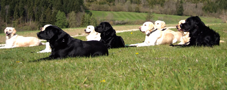 Cuidadores de perros