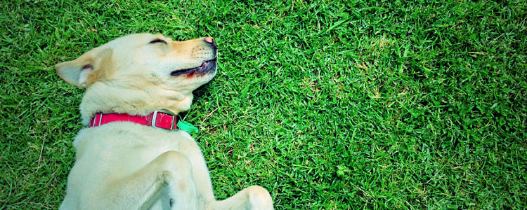 Mascota en jardín de casa